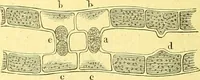 An illustration from Flore pittoresque de la France : anatomie, physiologie, classification, description des plantes indigènes et cultivées au point de vue de l'agriculture, de l'horticulture et de la sylviculture / publiée sous la direction de J. Rothschild. (1885)