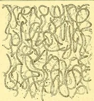 An illustration from Flore pittoresque de la France : anatomie, physiologie, classification, description des plantes indigènes et cultivées au point de vue de l'agriculture, de l'horticulture et de la sylviculture / publiée sous la direction de J. Rothschild. (1885)