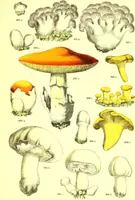 Picture 599 of 757 from Flore pittoresque de la France : anatomie, physiologie, classification, description des plantes indigènes et cultivées au point de vue de l'agriculture, de l'horticulture et de la sylviculture / publiée sous la direction de J. Rothschild. (1885), leaf 476