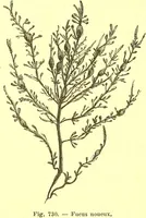 Picture 600 of 757 from Flore pittoresque de la France : anatomie, physiologie, classification, description des plantes indigènes et cultivées au point de vue de l'agriculture, de l'horticulture et de la sylviculture / publiée sous la direction de J. Rothschild. (1885), leaf 480