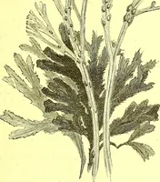 An illustration from Flore pittoresque de la France : anatomie, physiologie, classification, description des plantes indigènes et cultivées au point de vue de l'agriculture, de l'horticulture et de la sylviculture / publiée sous la direction de J. Rothschild. (1885)
