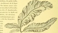 An illustration from Flore pittoresque de la France : anatomie, physiologie, classification, description des plantes indigènes et cultivées au point de vue de l'agriculture, de l'horticulture et de la sylviculture / publiée sous la direction de J. Rothschild. (1885)