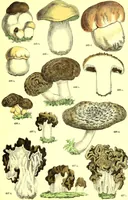 An illustration from Flore pittoresque de la France : anatomie, physiologie, classification, description des plantes indigènes et cultivées au point de vue de l'agriculture, de l'horticulture et de la sylviculture / publiée sous la direction de J. Rothschild. (1885)
