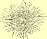 An illustration from Flore pittoresque de la France : anatomie, physiologie, classification, description des plantes indigènes et cultivées au point de vue de l'agriculture, de l'horticulture et de la sylviculture / publiée sous la direction de J. Rothschild. (1885)