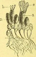 An illustration from Flore pittoresque de la France : anatomie, physiologie, classification, description des plantes indigènes et cultivées au point de vue de l'agriculture, de l'horticulture et de la sylviculture / publiée sous la direction de J. Rothschild. (1885)