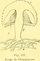 An illustration from Flore pittoresque de la France : anatomie, physiologie, classification, description des plantes indigènes et cultivées au point de vue de l'agriculture, de l'horticulture et de la sylviculture / publiée sous la direction de J. Rothschild. (1885)