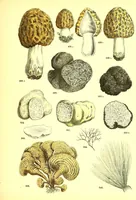 An illustration from Flore pittoresque de la France : anatomie, physiologie, classification, description des plantes indigènes et cultivées au point de vue de l'agriculture, de l'horticulture et de la sylviculture / publiée sous la direction de J. Rothschild. (1885)