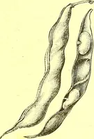 Picture 56 of 757 from Flore pittoresque de la France : anatomie, physiologie, classification, description des plantes indigènes et cultivées au point de vue de l'agriculture, de l'horticulture et de la sylviculture / publiée sous la direction de J. Rothschild. (1885), leaf 49