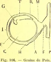 Picture 57 of 757 from Flore pittoresque de la France : anatomie, physiologie, classification, description des plantes indigènes et cultivées au point de vue de l'agriculture, de l'horticulture et de la sylviculture / publiée sous la direction de J. Rothschild. (1885), leaf 49