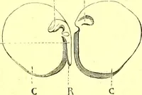 An illustration from Flore pittoresque de la France : anatomie, physiologie, classification, description des plantes indigènes et cultivées au point de vue de l'agriculture, de l'horticulture et de la sylviculture / publiée sous la direction de J. Rothschild. (1885)