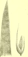 An illustration from Flore pittoresque de la France : anatomie, physiologie, classification, description des plantes indigènes et cultivées au point de vue de l'agriculture, de l'horticulture et de la sylviculture / publiée sous la direction de J. Rothschild. (1885)