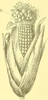 An illustration from Flore pittoresque de la France : anatomie, physiologie, classification, description des plantes indigènes et cultivées au point de vue de l'agriculture, de l'horticulture et de la sylviculture / publiée sous la direction de J. Rothschild. (1885)