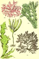 An illustration from Flore pittoresque de la France : anatomie, physiologie, classification, description des plantes indigènes et cultivées au point de vue de l'agriculture, de l'horticulture et de la sylviculture / publiée sous la direction de J. Rothschild. (1885)