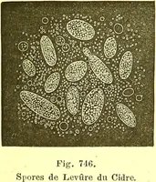 An illustration from Flore pittoresque de la France : anatomie, physiologie, classification, description des plantes indigènes et cultivées au point de vue de l'agriculture, de l'horticulture et de la sylviculture / publiée sous la direction de J. Rothschild. (1885)
