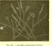 An illustration from Flore pittoresque de la France : anatomie, physiologie, classification, description des plantes indigènes et cultivées au point de vue de l'agriculture, de l'horticulture et de la sylviculture / publiée sous la direction de J. Rothschild. (1885)