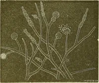 An illustration from Flore pittoresque de la France : anatomie, physiologie, classification, description des plantes indigènes et cultivées au point de vue de l'agriculture, de l'horticulture et de la sylviculture / publiée sous la direction de J. Rothschild. (1885)
