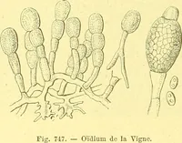 An illustration from Flore pittoresque de la France : anatomie, physiologie, classification, description des plantes indigènes et cultivées au point de vue de l'agriculture, de l'horticulture et de la sylviculture / publiée sous la direction de J. Rothschild. (1885)