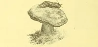 An illustration from Flore pittoresque de la France : anatomie, physiologie, classification, description des plantes indigènes et cultivées au point de vue de l'agriculture, de l'horticulture et de la sylviculture / publiée sous la direction de J. Rothschild. (1885)