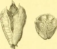 An illustration from Flore pittoresque de la France : anatomie, physiologie, classification, description des plantes indigènes et cultivées au point de vue de l'agriculture, de l'horticulture et de la sylviculture / publiée sous la direction de J. Rothschild. (1885)