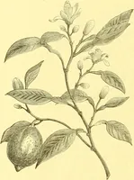 An illustration from Flore pittoresque de la France : anatomie, physiologie, classification, description des plantes indigènes et cultivées au point de vue de l'agriculture, de l'horticulture et de la sylviculture / publiée sous la direction de J. Rothschild. (1885)