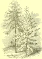 An illustration from Flore pittoresque de la France : anatomie, physiologie, classification, description des plantes indigènes et cultivées au point de vue de l'agriculture, de l'horticulture et de la sylviculture / publiée sous la direction de J. Rothschild. (1885)