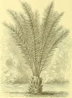 An illustration from Flore pittoresque de la France : anatomie, physiologie, classification, description des plantes indigènes et cultivées au point de vue de l'agriculture, de l'horticulture et de la sylviculture / publiée sous la direction de J. Rothschild. (1885)