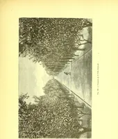 An illustration from Flore pittoresque de la France : anatomie, physiologie, classification, description des plantes indigènes et cultivées au point de vue de l'agriculture, de l'horticulture et de la sylviculture / publiée sous la direction de J. Rothschild. (1885)
