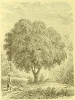 An illustration from Flore pittoresque de la France : anatomie, physiologie, classification, description des plantes indigènes et cultivées au point de vue de l'agriculture, de l'horticulture et de la sylviculture / publiée sous la direction de J. Rothschild. (1885)
