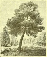 An illustration from Flore pittoresque de la France : anatomie, physiologie, classification, description des plantes indigènes et cultivées au point de vue de l'agriculture, de l'horticulture et de la sylviculture / publiée sous la direction de J. Rothschild. (1885)