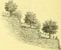 An illustration from Flore pittoresque de la France : anatomie, physiologie, classification, description des plantes indigènes et cultivées au point de vue de l'agriculture, de l'horticulture et de la sylviculture / publiée sous la direction de J. Rothschild. (1885)