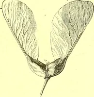 An illustration from Flore pittoresque de la France : anatomie, physiologie, classification, description des plantes indigènes et cultivées au point de vue de l'agriculture, de l'horticulture et de la sylviculture / publiée sous la direction de J. Rothschild. (1885)