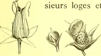 Picture 61 of 757 from Flore pittoresque de la France : anatomie, physiologie, classification, description des plantes indigènes et cultivées au point de vue de l'agriculture, de l'horticulture et de la sylviculture / publiée sous la direction de J. Rothschild. (1885), leaf 51