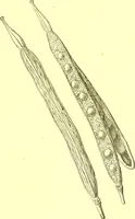 Picture 62 of 757 from Flore pittoresque de la France : anatomie, physiologie, classification, description des plantes indigènes et cultivées au point de vue de l'agriculture, de l'horticulture et de la sylviculture / publiée sous la direction de J. Rothschild. (1885), leaf 51