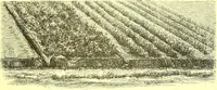 An illustration from Flore pittoresque de la France : anatomie, physiologie, classification, description des plantes indigènes et cultivées au point de vue de l'agriculture, de l'horticulture et de la sylviculture / publiée sous la direction de J. Rothschild. (1885)