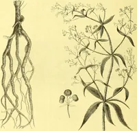 An illustration from Flore pittoresque de la France : anatomie, physiologie, classification, description des plantes indigènes et cultivées au point de vue de l'agriculture, de l'horticulture et de la sylviculture / publiée sous la direction de J. Rothschild. (1885)