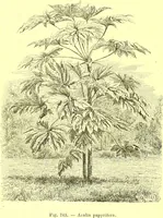 An illustration from Flore pittoresque de la France : anatomie, physiologie, classification, description des plantes indigènes et cultivées au point de vue de l'agriculture, de l'horticulture et de la sylviculture / publiée sous la direction de J. Rothschild. (1885)