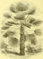 An illustration from Flore pittoresque de la France : anatomie, physiologie, classification, description des plantes indigènes et cultivées au point de vue de l'agriculture, de l'horticulture et de la sylviculture / publiée sous la direction de J. Rothschild. (1885)