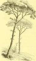 An illustration from Flore pittoresque de la France : anatomie, physiologie, classification, description des plantes indigènes et cultivées au point de vue de l'agriculture, de l'horticulture et de la sylviculture / publiée sous la direction de J. Rothschild. (1885)