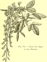An illustration from Flore pittoresque de la France : anatomie, physiologie, classification, description des plantes indigènes et cultivées au point de vue de l'agriculture, de l'horticulture et de la sylviculture / publiée sous la direction de J. Rothschild. (1885)