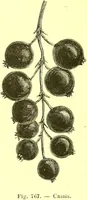 An illustration from Flore pittoresque de la France : anatomie, physiologie, classification, description des plantes indigènes et cultivées au point de vue de l'agriculture, de l'horticulture et de la sylviculture / publiée sous la direction de J. Rothschild. (1885)