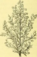 An illustration from Flore pittoresque de la France : anatomie, physiologie, classification, description des plantes indigènes et cultivées au point de vue de l'agriculture, de l'horticulture et de la sylviculture / publiée sous la direction de J. Rothschild. (1885)