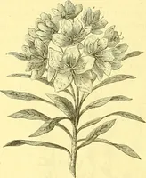 An illustration from Flore pittoresque de la France : anatomie, physiologie, classification, description des plantes indigènes et cultivées au point de vue de l'agriculture, de l'horticulture et de la sylviculture / publiée sous la direction de J. Rothschild. (1885)