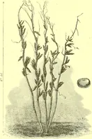 An illustration from Flore pittoresque de la France : anatomie, physiologie, classification, description des plantes indigènes et cultivées au point de vue de l'agriculture, de l'horticulture et de la sylviculture / publiée sous la direction de J. Rothschild. (1885)