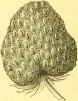 Picture 64 of 757 from Flore pittoresque de la France : anatomie, physiologie, classification, description des plantes indigènes et cultivées au point de vue de l'agriculture, de l'horticulture et de la sylviculture / publiée sous la direction de J. Rothschild. (1885), leaf 52