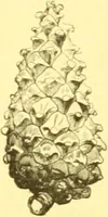 An illustration from Flore pittoresque de la France : anatomie, physiologie, classification, description des plantes indigènes et cultivées au point de vue de l'agriculture, de l'horticulture et de la sylviculture / publiée sous la direction de J. Rothschild. (1885)