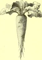 An illustration from Flore pittoresque de la France : anatomie, physiologie, classification, description des plantes indigènes et cultivées au point de vue de l'agriculture, de l'horticulture et de la sylviculture / publiée sous la direction de J. Rothschild. (1885)