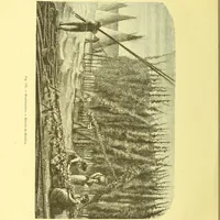 An illustration from Flore pittoresque de la France : anatomie, physiologie, classification, description des plantes indigènes et cultivées au point de vue de l'agriculture, de l'horticulture et de la sylviculture / publiée sous la direction de J. Rothschild. (1885)