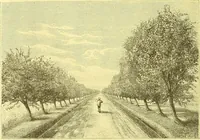 An illustration from Flore pittoresque de la France : anatomie, physiologie, classification, description des plantes indigènes et cultivées au point de vue de l'agriculture, de l'horticulture et de la sylviculture / publiée sous la direction de J. Rothschild. (1885)