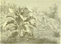 An illustration from Flore pittoresque de la France : anatomie, physiologie, classification, description des plantes indigènes et cultivées au point de vue de l'agriculture, de l'horticulture et de la sylviculture / publiée sous la direction de J. Rothschild. (1885)