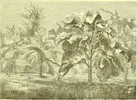 An illustration from Flore pittoresque de la France : anatomie, physiologie, classification, description des plantes indigènes et cultivées au point de vue de l'agriculture, de l'horticulture et de la sylviculture / publiée sous la direction de J. Rothschild. (1885)